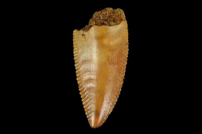 Serrated, Raptor Tooth - Real Dinosaur Tooth #115916